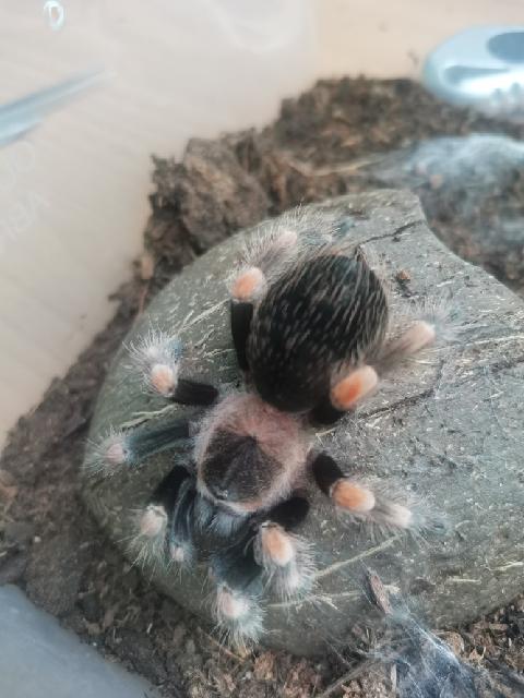 Brachypelma hamorii samice